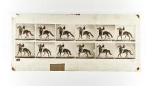 [Plate 589: negative for Animal Locomotion collotype]