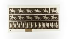 [Plate 592: negative for Animal Locomotion collotype]