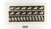 [Plate 593: negative for Animal Locomotion collotype]
