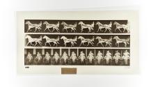 [Plate 594: negative for Animal Locomotion collotype]