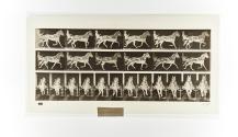 [Plate 595: negative for Animal Locomotion collotype]