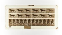 [Plate 596: negative for Animal Locomotion collotype]