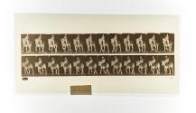[Plate 599: negative for Animal Locomotion collotype]