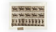 [Plate 603: negative for Animal Locomotion collotype]