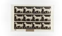 [Plate 605: negative for Animal Locomotion collotype]