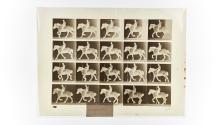[Plate 615: negative for Animal Locomotion collotype]