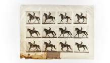 [Plate 617: negative for Animal Locomotion collotype]