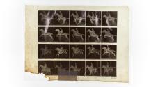 [Plate 640: negative for Animal Locomotion collotype]