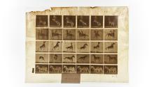 [Plate 652: negative for Animal Locomotion collotype]