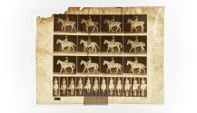 [Plate 655: negative for Animal Locomotion collotype]