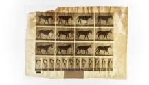 [Plate 656: negative for Animal Locomotion collotype]