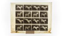 [Plate 658: negative for Animal Locomotion collotype]