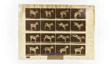 [Plate 659: negative for Animal Locomotion collotype]