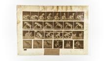 [Plate 660: negative for Animal Locomotion collotype]