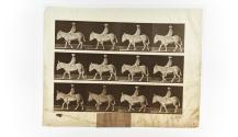 [Plate 665: negative for Animal Locomotion collotype]
