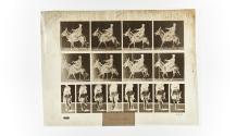 [Plate 668: negative for Animal Locomotion collotype]