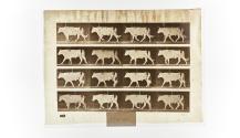 [Plate 669: negative for Animal Locomotion collotype]