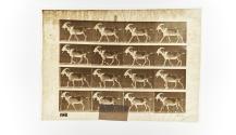[Plate 676: negative for Animal Locomotion collotype]