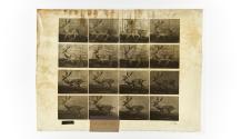 [Plate 682: negative for Animal Locomotion collotype]