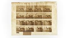 [Plate 684: negative for Animal Locomotion collotype]
