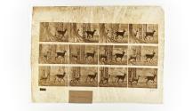 [Plate 685: negative for Animal Locomotion collotype]
