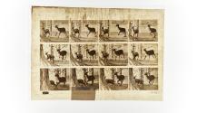 [Plate 686: negative for Animal Locomotion collotype]