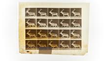 [Plate 692: negative for Animal Locomotion collotype]