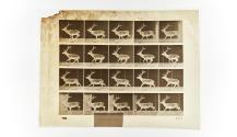 [Plate 693: negative for Animal Locomotion collotype]