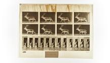 [Plate 694: negative for Animal Locomotion collotype]