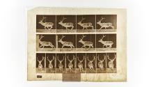 [Plate 695: negative for Animal Locomotion collotype]