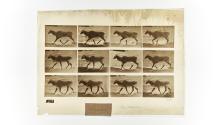 [Plate 696: negative for Animal Locomotion collotype]