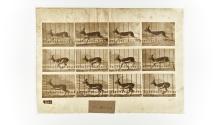 [Plate 698: negative for Animal Locomotion collotype]