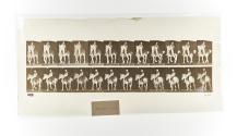 [Plate 600: negative for Animal Locomotion collotype]