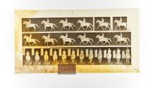 [Plate 601: negative for Animal Locomotion collotype]