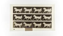 [Plate 606: negative for Animal Locomotion collotype]
