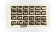 [Plate 607: negative for Animal Locomotion collotype]