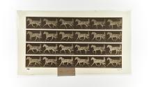 [Plate 608: negative for Animal Locomotion collotype]