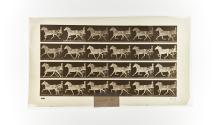 [Plate 609: negative for Animal Locomotion collotype]