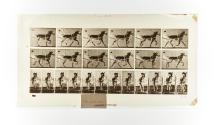 [Plate 610: negative for Animal Locomotion collotype]
