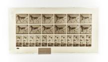 [Plate 611: negative for Animal Locomotion collotype]