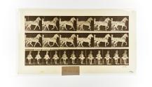 [Plate 612: negative for Animal Locomotion collotype]