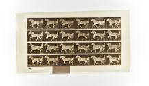 [Plate 614: negative for Animal Locomotion collotype]