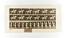 [Plate 618: negative for Animal Locomotion collotype]