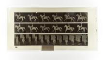 [Plate 619: negative for Animal Locomotion collotype]