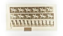 [Plate 619: negative for Animal Locomotion collotype]