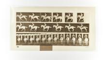 [Plate 620: negative for Animal Locomotion collotype]