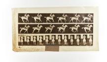 [Plate 621: negative for Animal Locomotion collotype]