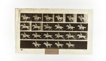 [Plate 625: negative for Animal Locomotion collotype]