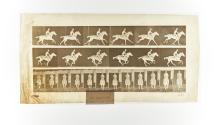[Plate 631: negative for Animal Locomotion collotype]