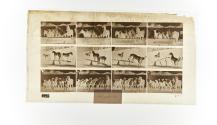 [Plate 651: negative for Animal Locomotion collotype]